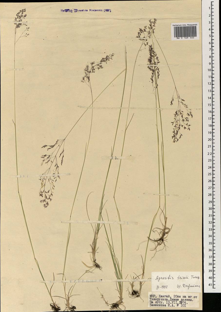 Agrostis vinealis Schreb., Mongolia (MONG) (Mongolia)