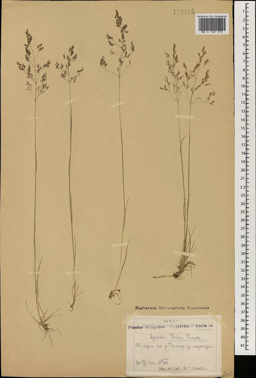Agrostis vinealis Schreb., Mongolia (MONG) (Mongolia)