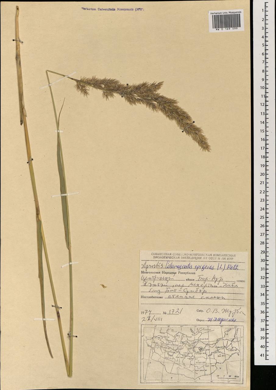 Calamagrostis epigejos (L.) Roth, Mongolia (MONG) (Mongolia)