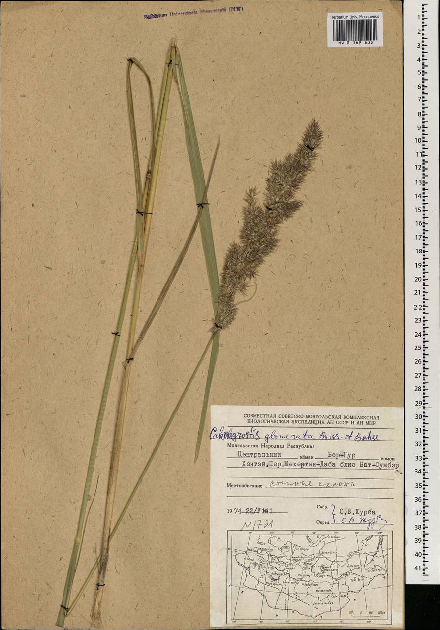 Calamagrostis epigejos (L.) Roth, Mongolia (MONG) (Mongolia)