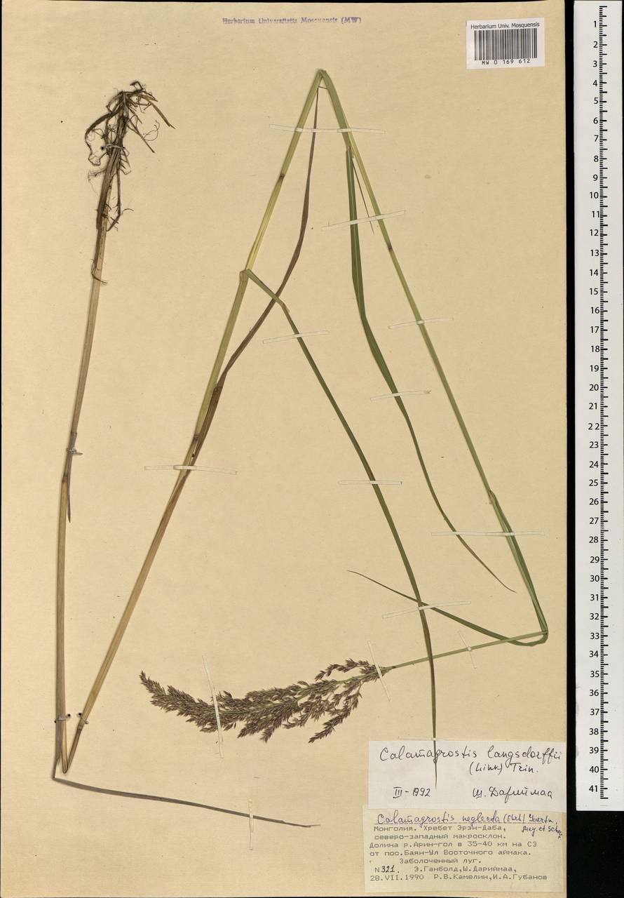 Calamagrostis purpurea (Trin.) Trin., Mongolia (MONG) (Mongolia)