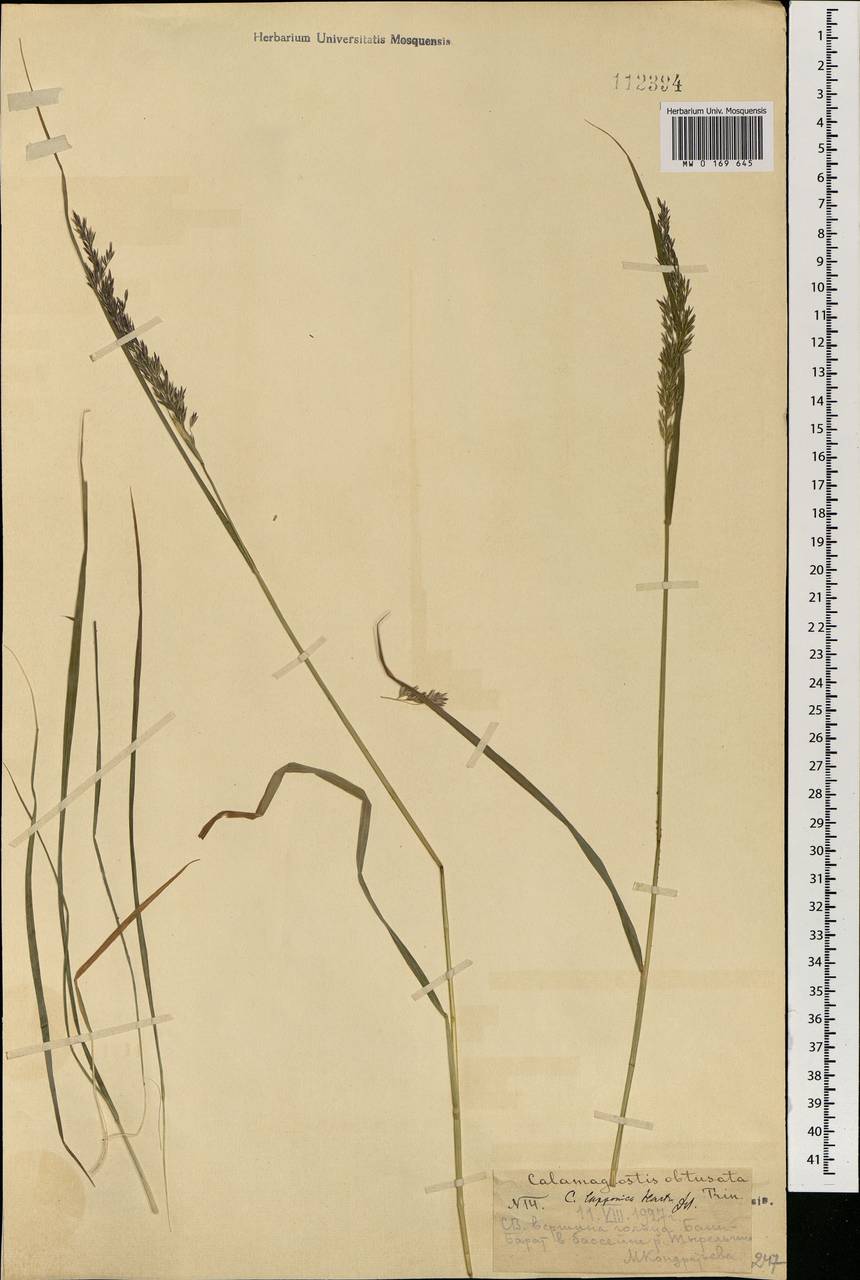 Calamagrostis lapponica (Wahlenb.) Hartm., Mongolia (MONG) (Mongolia)