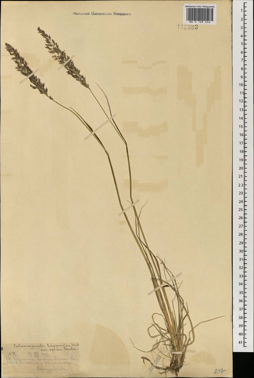 Calamagrostis lapponica (Wahlenb.) Hartm., Mongolia (MONG) (Mongolia)
