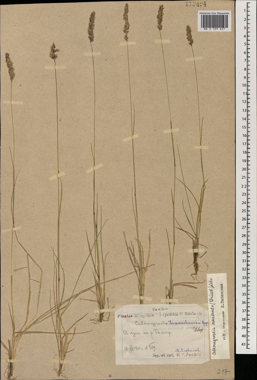 Calamagrostis macilenta (Griseb.) Litv., Mongolia (MONG) (Mongolia)