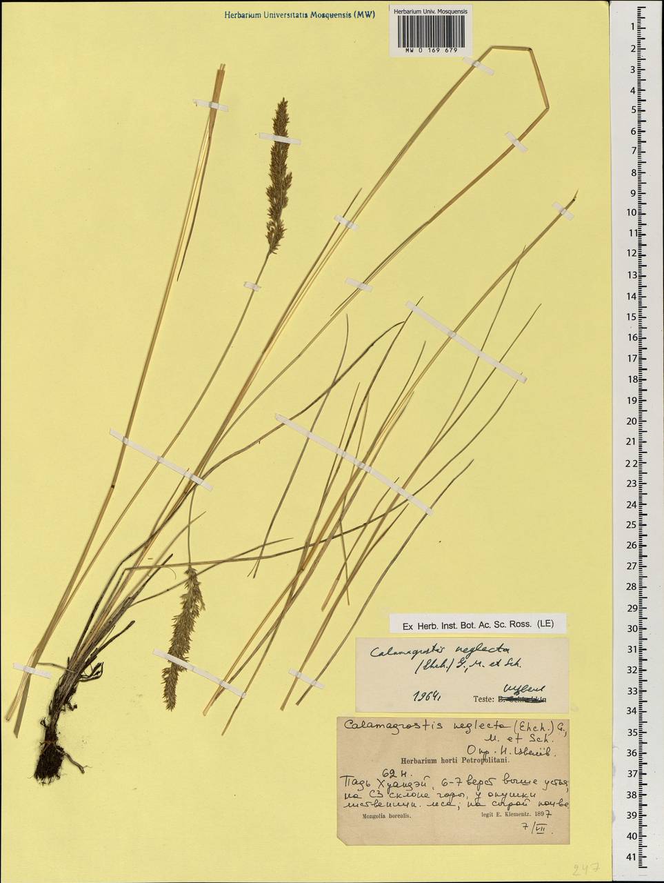 Achnatherum calamagrostis (L.) P.Beauv., Mongolia (MONG) (Mongolia)