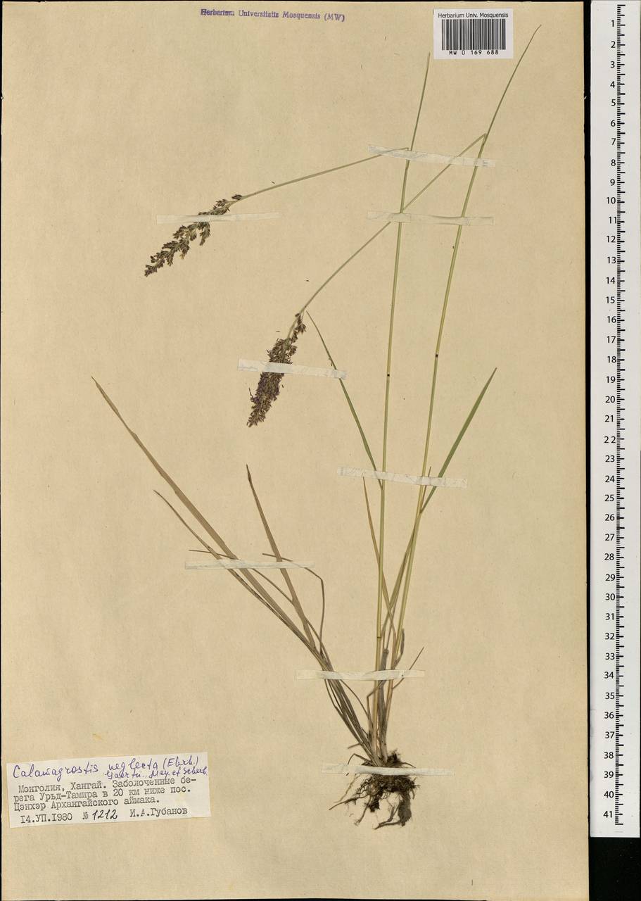 Achnatherum calamagrostis (L.) P.Beauv., Mongolia (MONG) (Mongolia)
