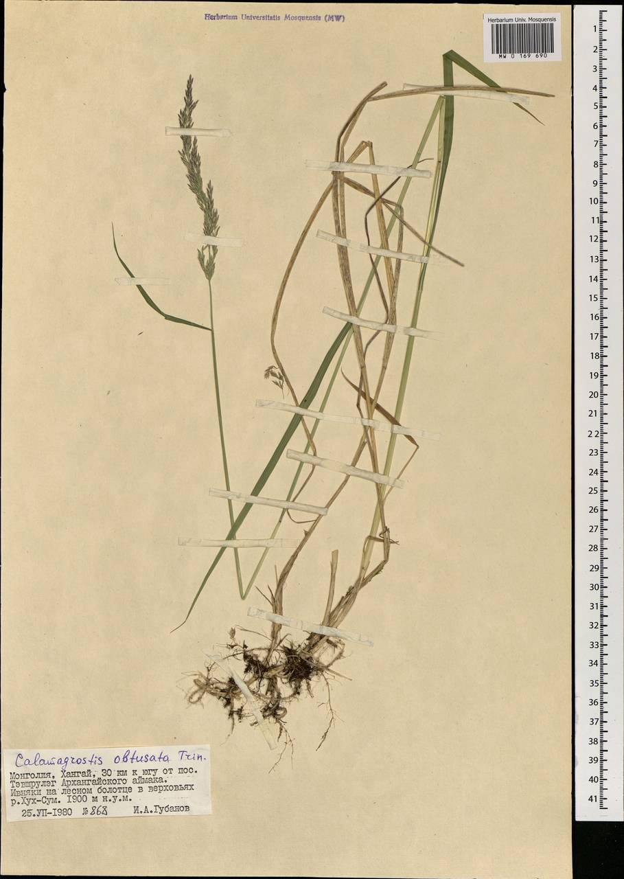 Calamagrostis obtusata Trin., Mongolia (MONG) (Mongolia)