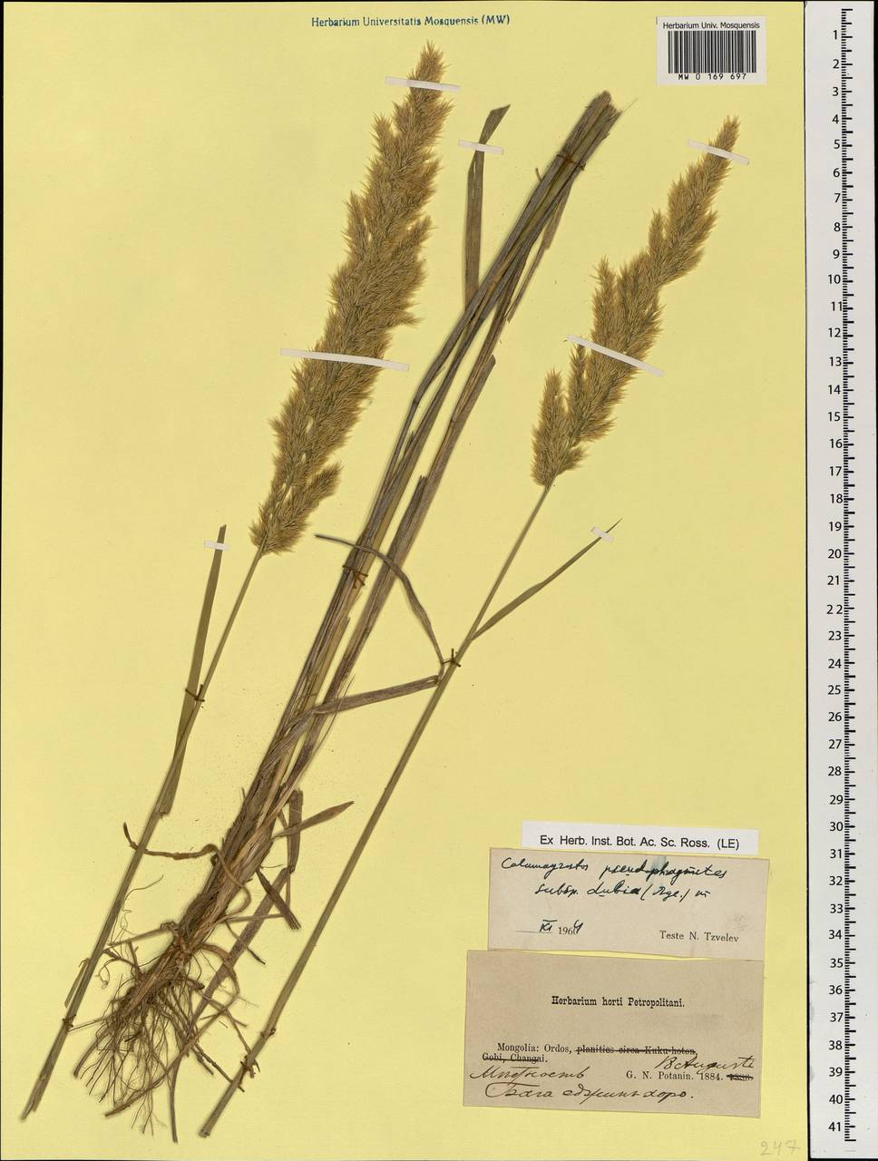 Calamagrostis pseudophragmites (Haller f.) Koeler, Mongolia (MONG) (Mongolia)