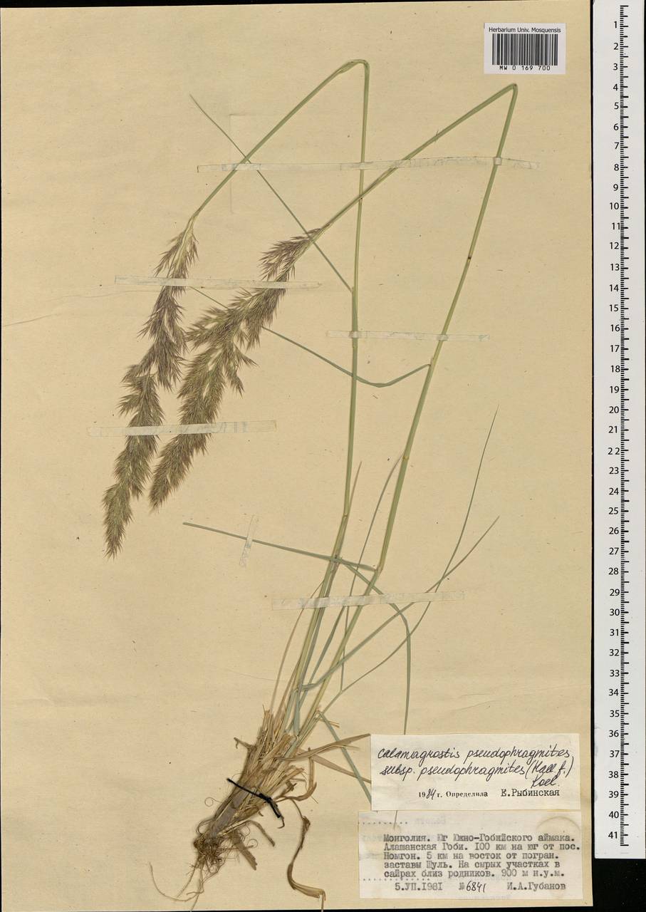 Calamagrostis pseudophragmites (Haller f.) Koeler, Mongolia (MONG) (Mongolia)
