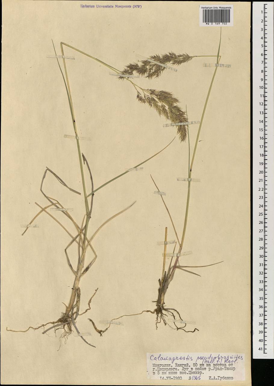Calamagrostis pseudophragmites (Haller f.) Koeler, Mongolia (MONG) (Mongolia)