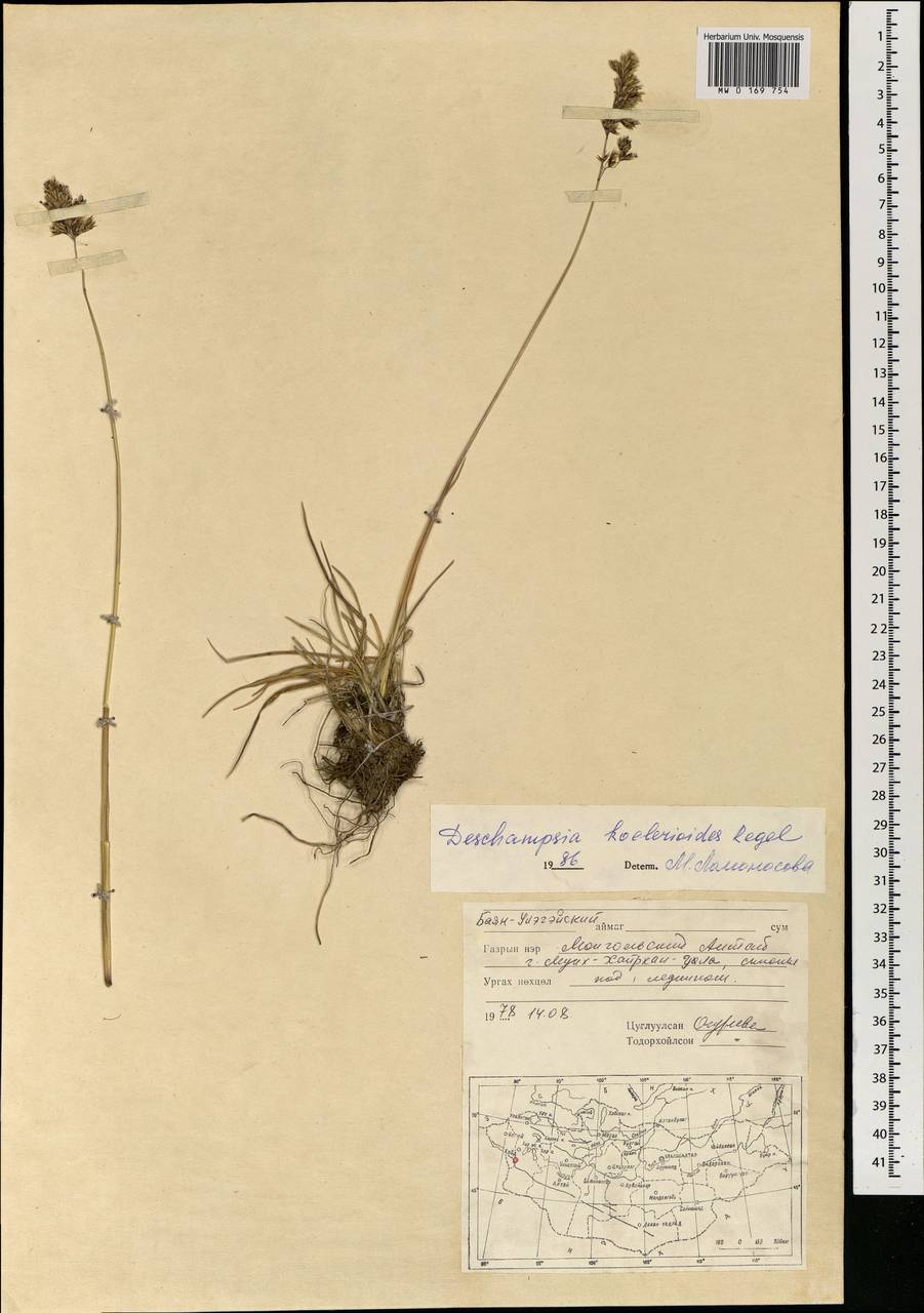 Deschampsia koelerioides Regel, Mongolia (MONG) (Mongolia)
