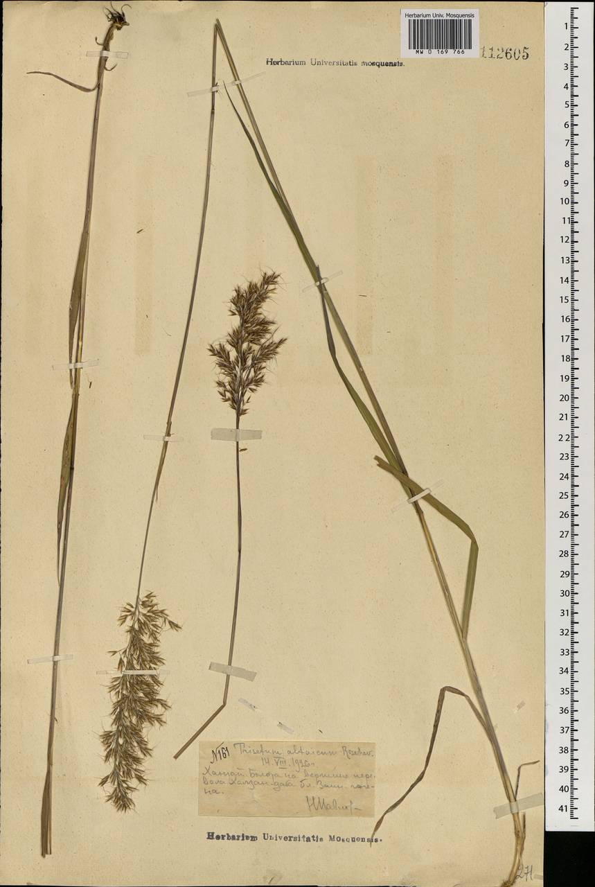 Trisetum altaicum Roshev., Mongolia (MONG) (Mongolia)