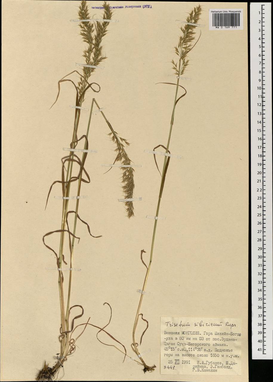 Sibirotrisetum sibiricum (Rupr.) Barberá, Mongolia (MONG) (Mongolia)