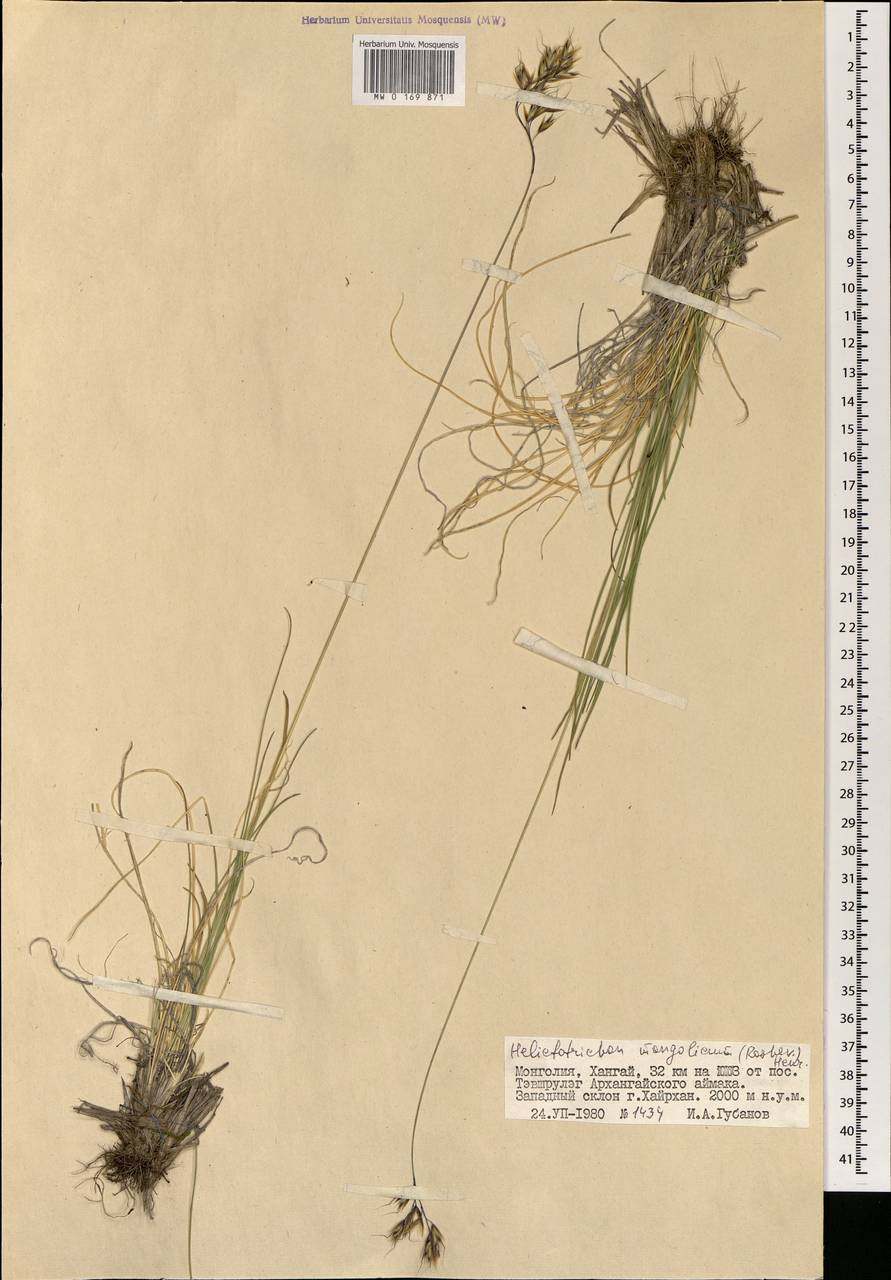 Helictotrichon mongolicum (Roshev.) Henrard, Mongolia (MONG) (Mongolia)