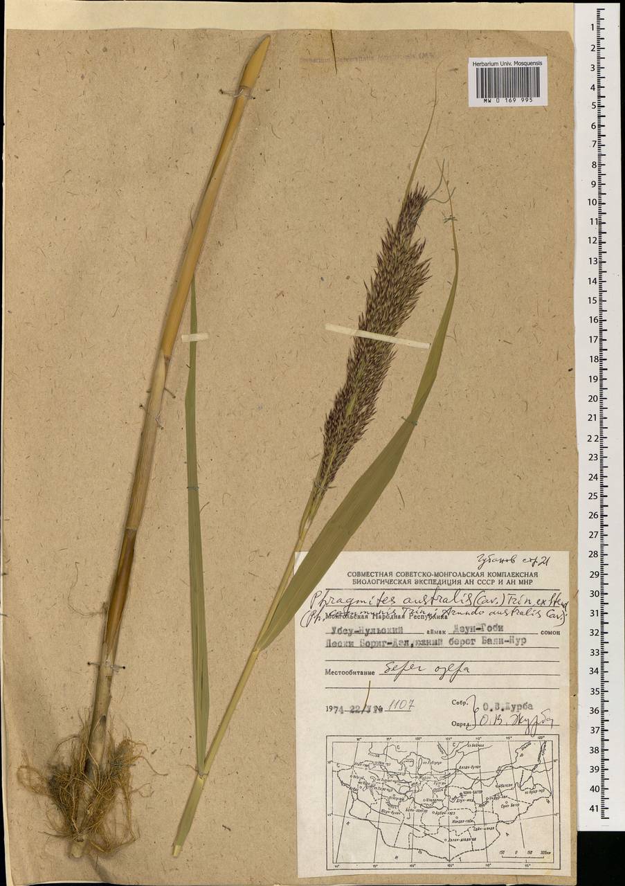 Phragmites australis (Cav.) Trin. ex Steud., Mongolia (MONG) (Mongolia)