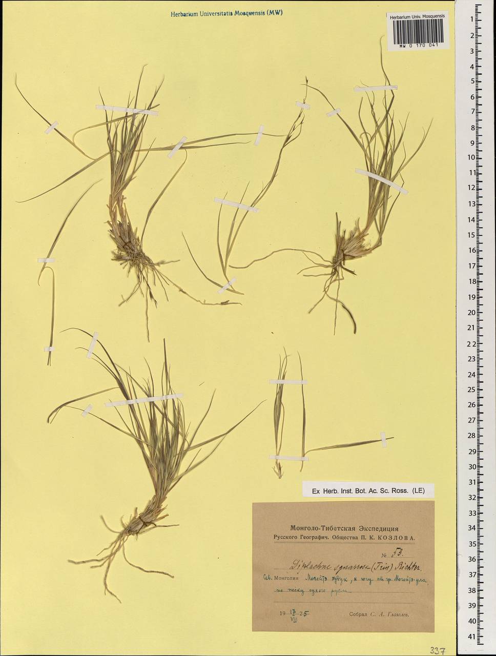 Cleistogenes squarrosa (Trin.) Keng, Mongolia (MONG) (Mongolia)