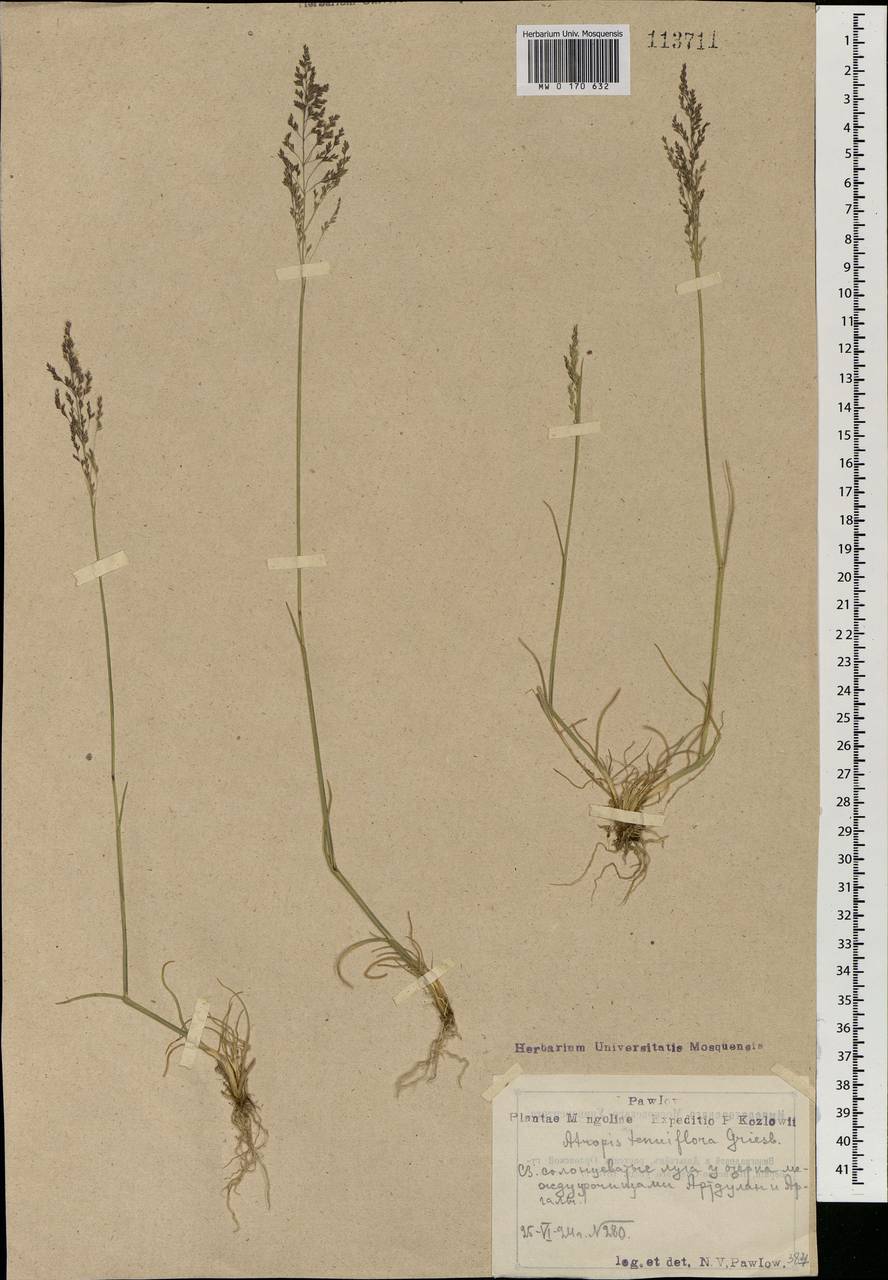 Puccinellia tenuiflora (Griseb.) Scribn. & Merr., Mongolia (MONG) (Mongolia)