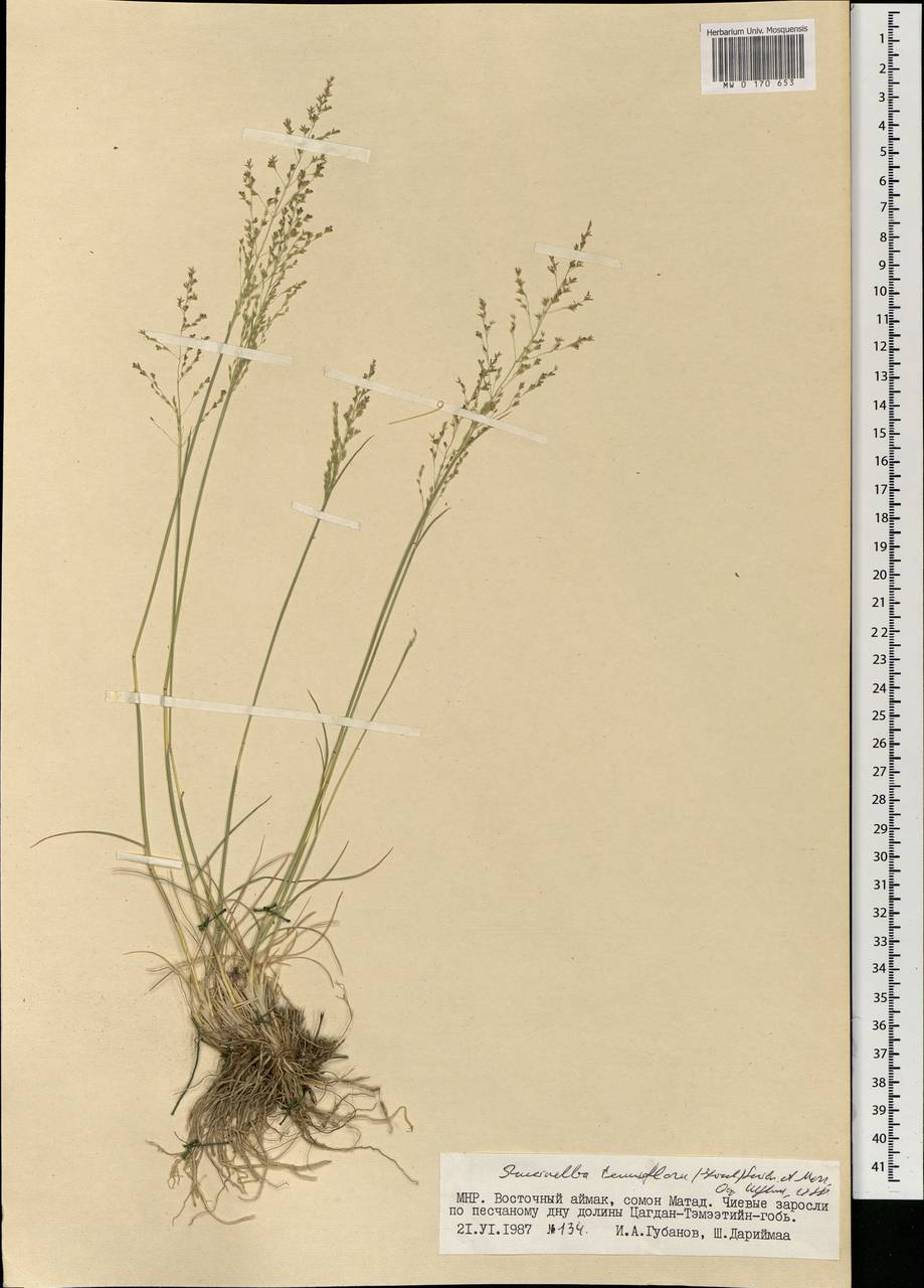 Puccinellia tenuiflora (Griseb.) Scribn. & Merr., Mongolia (MONG) (Mongolia)