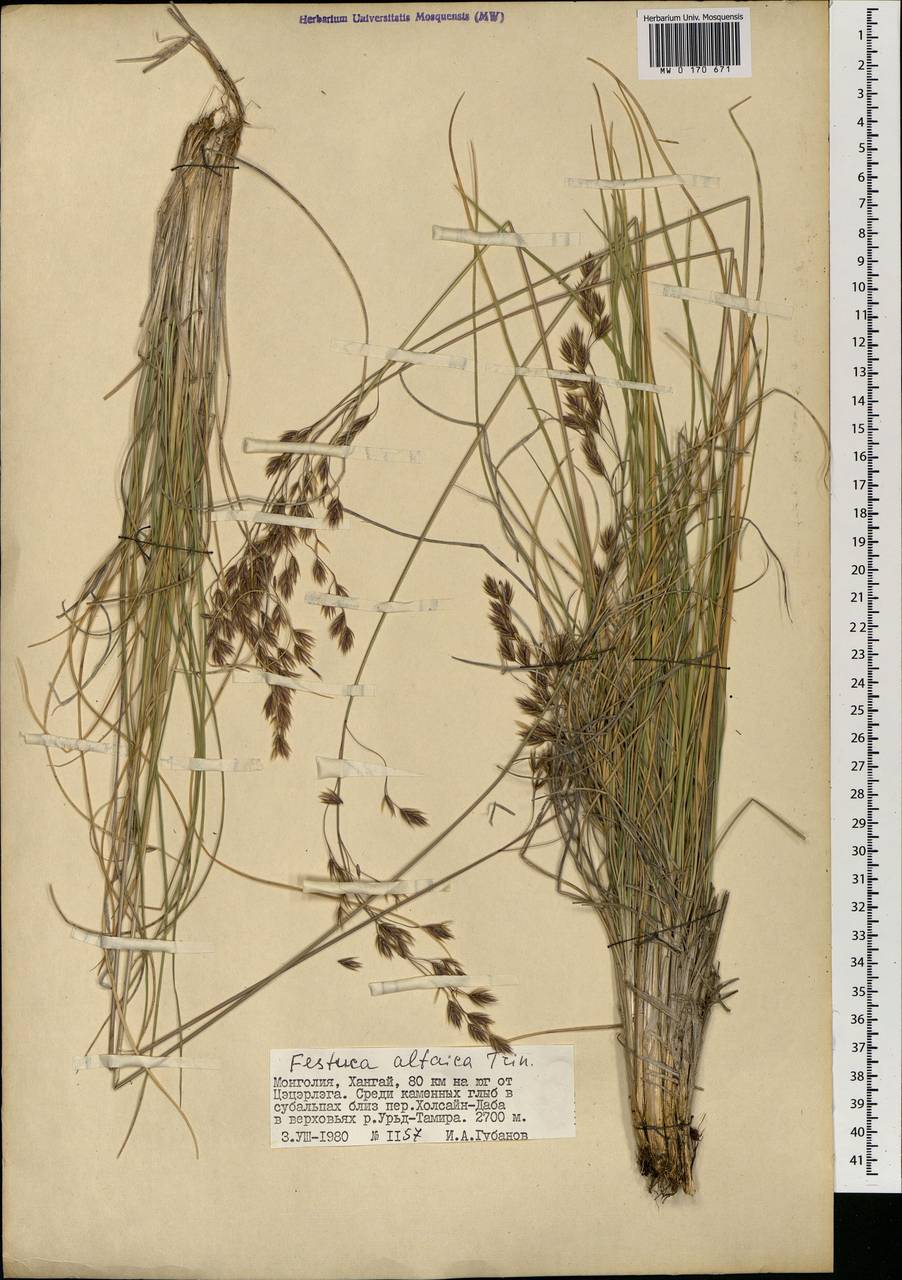 Festuca altaica Trin., Mongolia (MONG) (Mongolia)