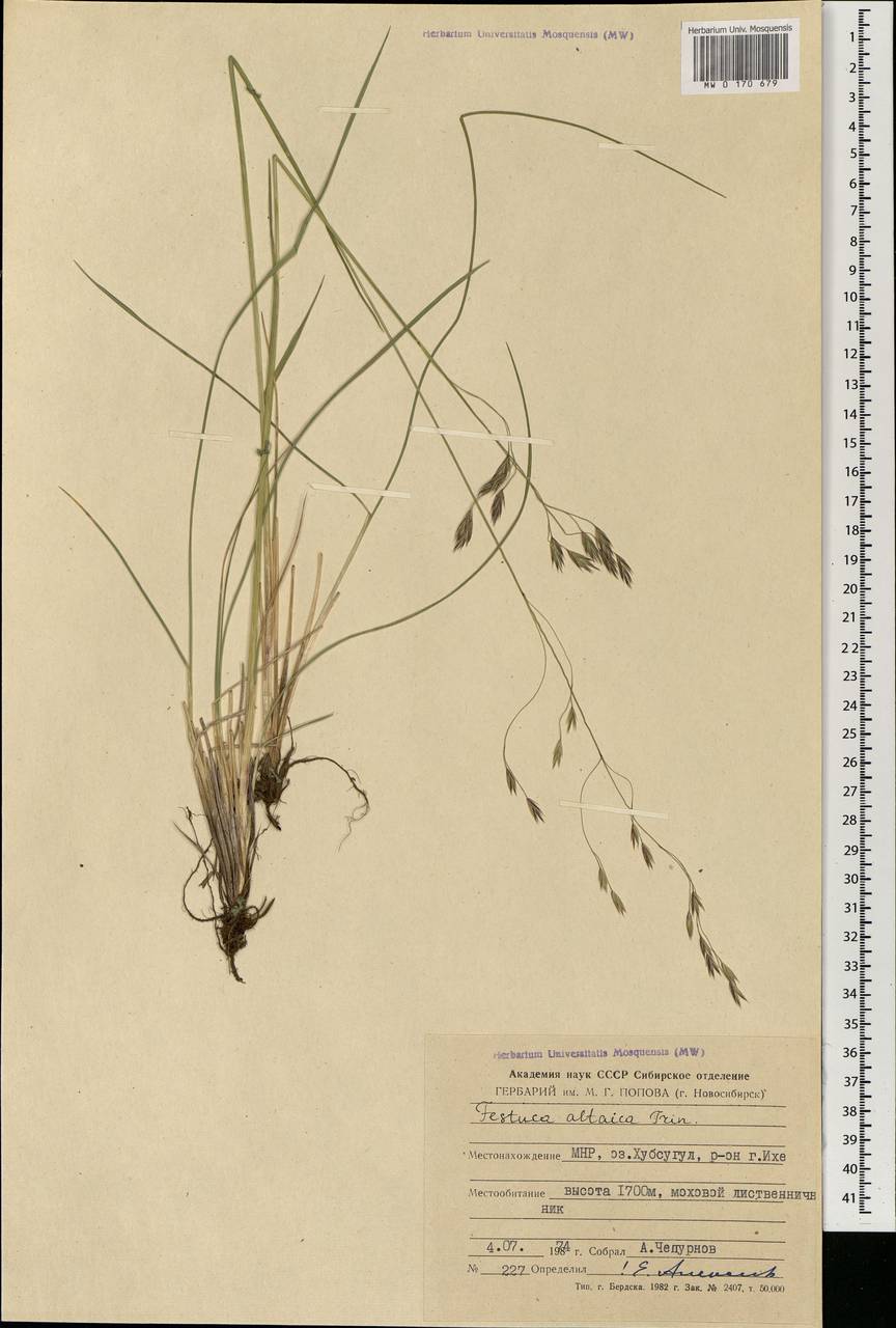 Festuca altaica Trin., Mongolia (MONG) (Mongolia)