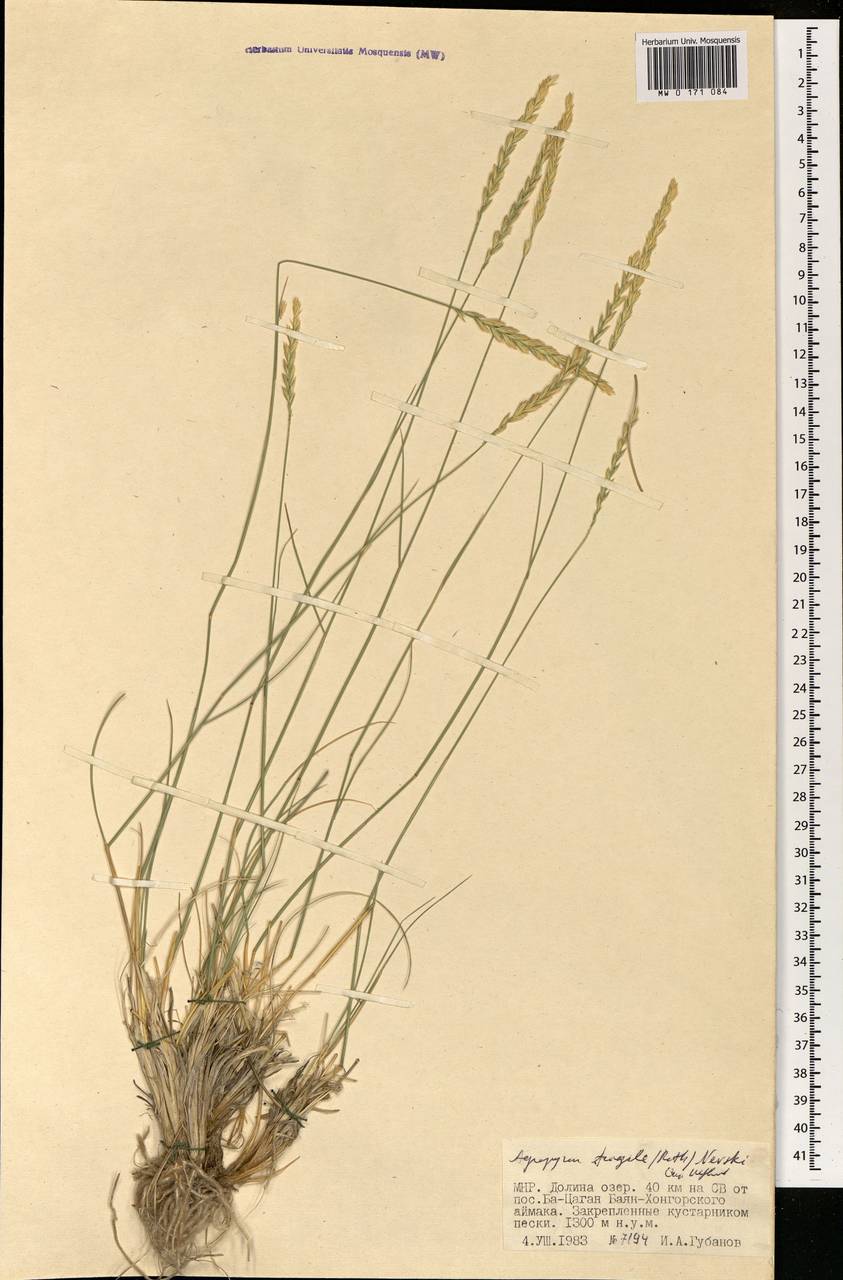 Agropyron fragile (Roth) P.Candargy, Mongolia (MONG) (Mongolia)