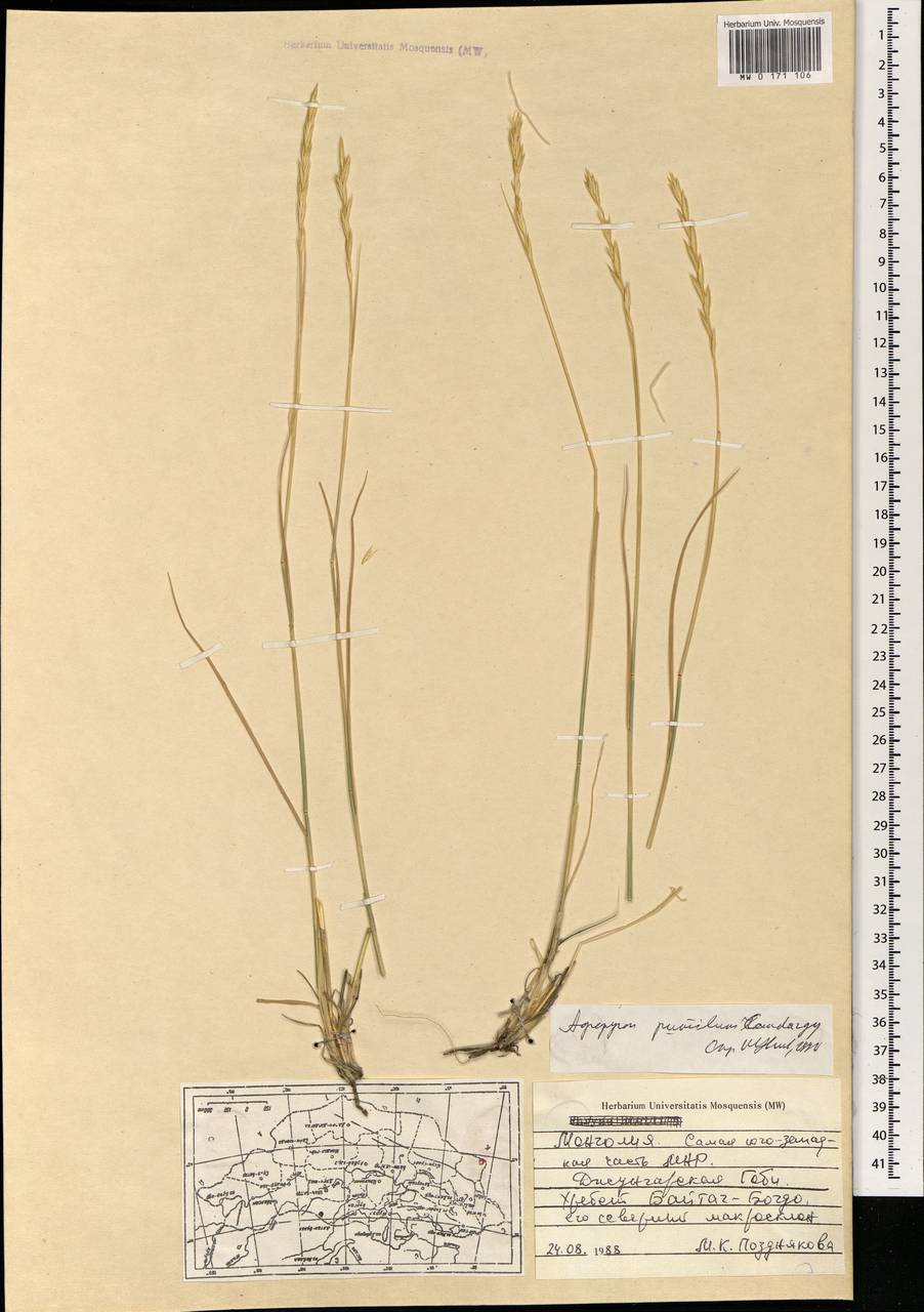 Agropyron cristatum (L.) Gaertn., Mongolia (MONG) (Mongolia)