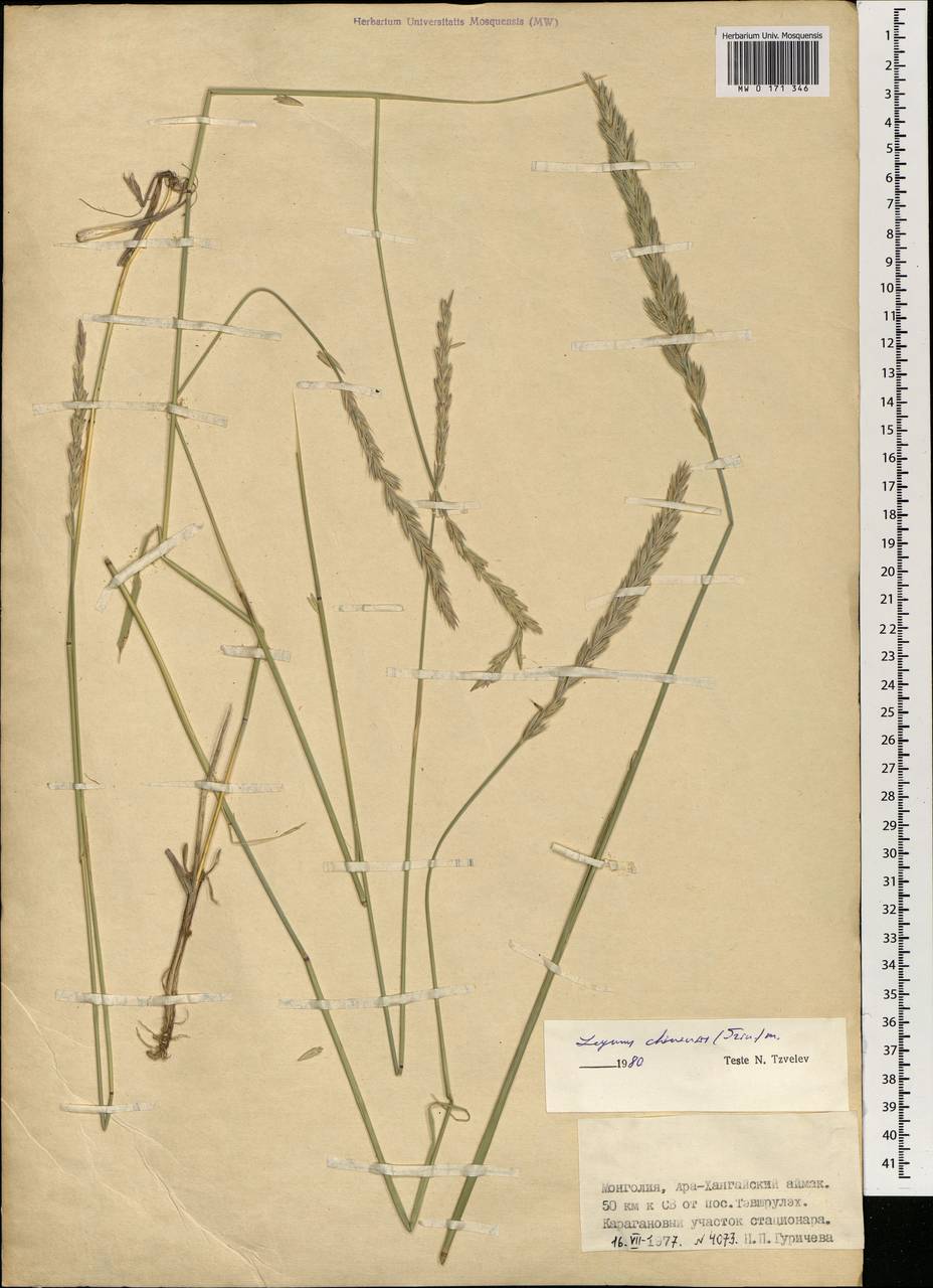 Leymus chinensis (Trin.) Tzvelev, Mongolia (MONG) (Mongolia)