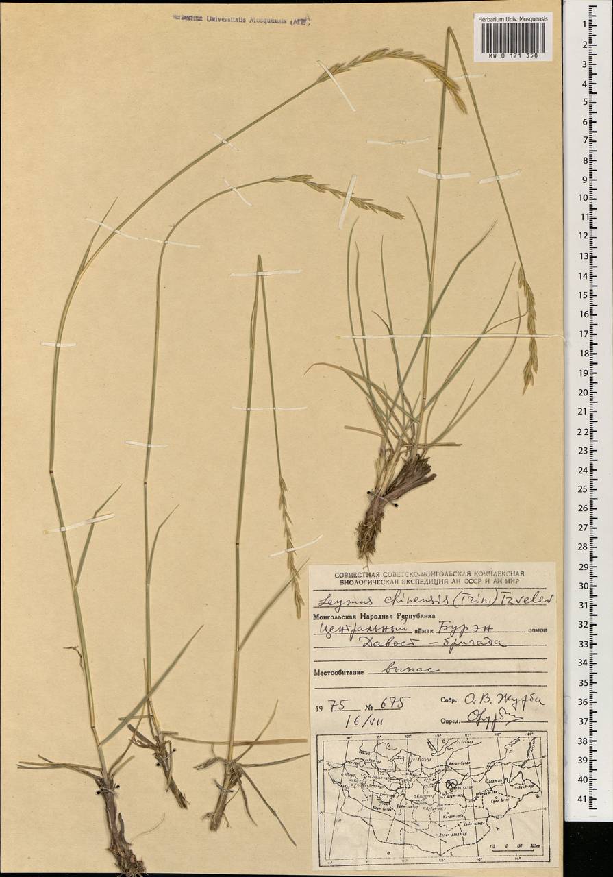 Leymus chinensis (Trin.) Tzvelev, Mongolia (MONG) (Mongolia)