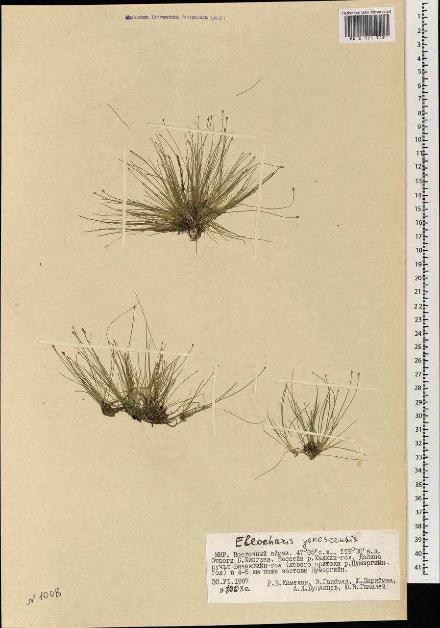 Eleocharis yokoscensis (Franch. & Sav.) Tang & F.T.Wang, Mongolia (MONG) (Mongolia)