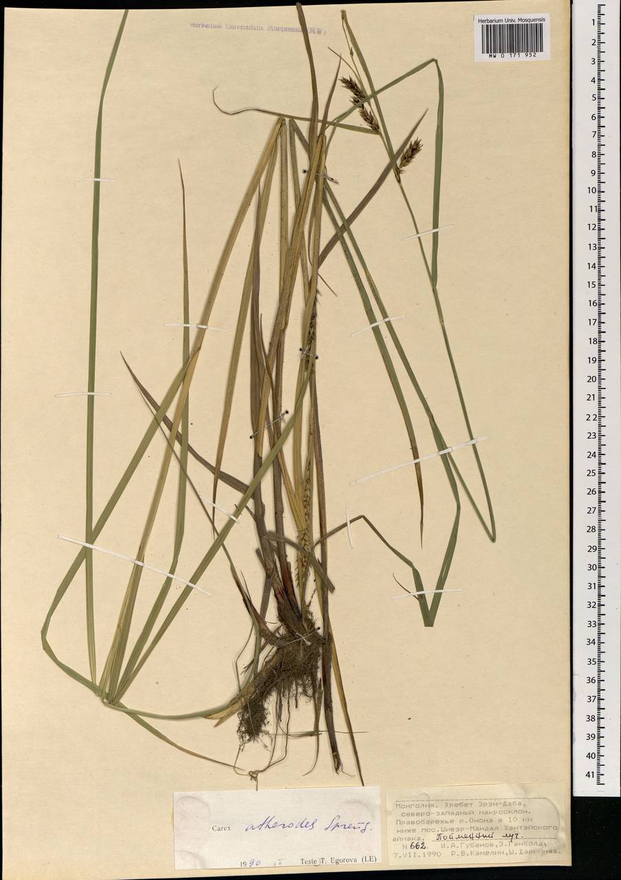 Carex atherodes Spreng., Mongolia (MONG) (Mongolia)