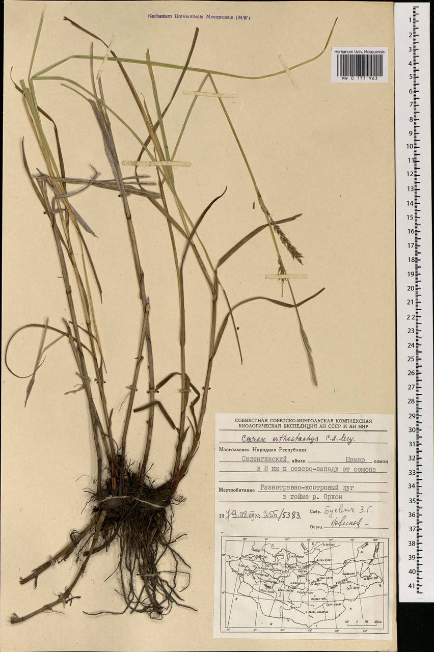 Carex atherodes Spreng., Mongolia (MONG) (Mongolia)