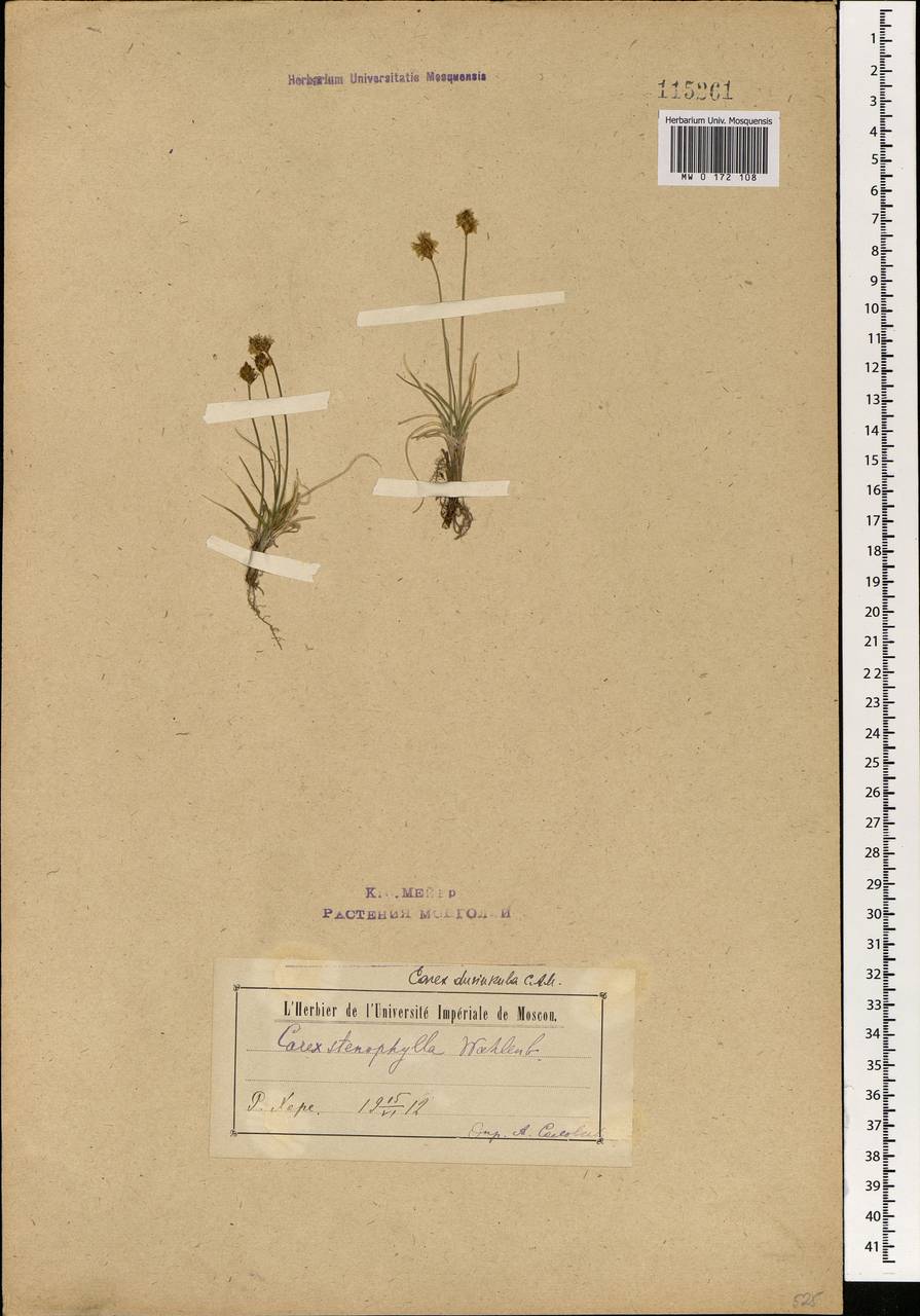 Carex duriuscula C.A.Mey., Mongolia (MONG) (Mongolia)