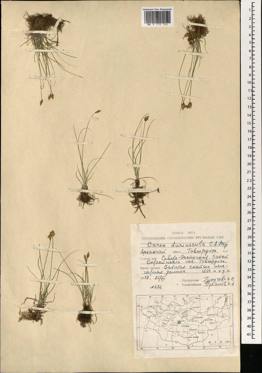 Carex duriuscula C.A.Mey., Mongolia (MONG) (Mongolia)