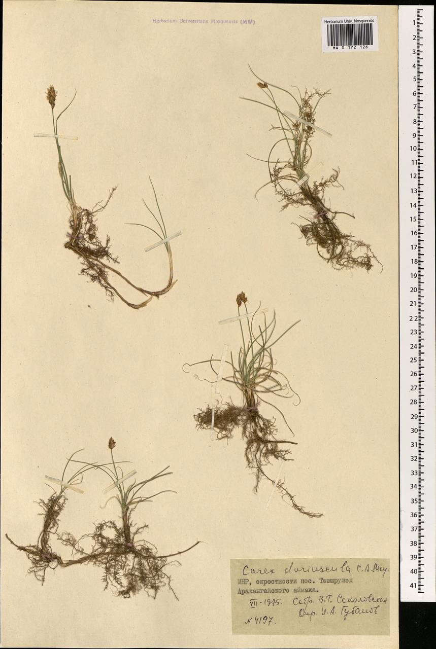 Carex duriuscula C.A.Mey., Mongolia (MONG) (Mongolia)