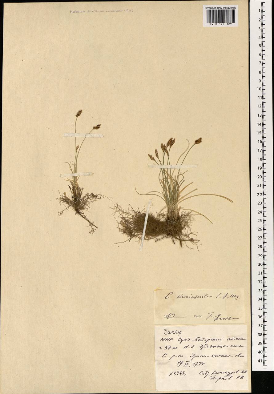 Carex duriuscula C.A.Mey., Mongolia (MONG) (Mongolia)