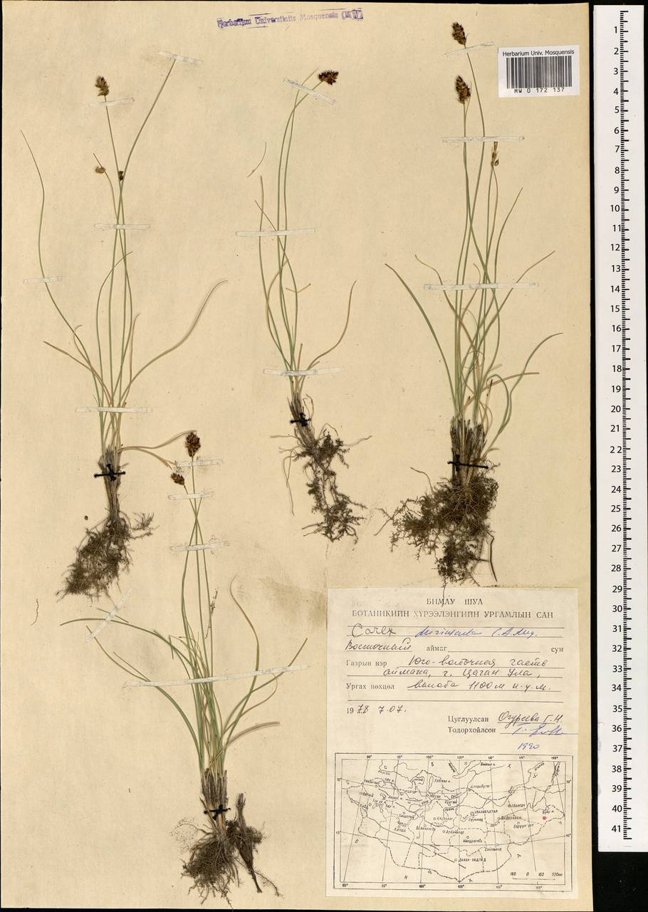 Carex duriuscula C.A.Mey., Mongolia (MONG) (Mongolia)