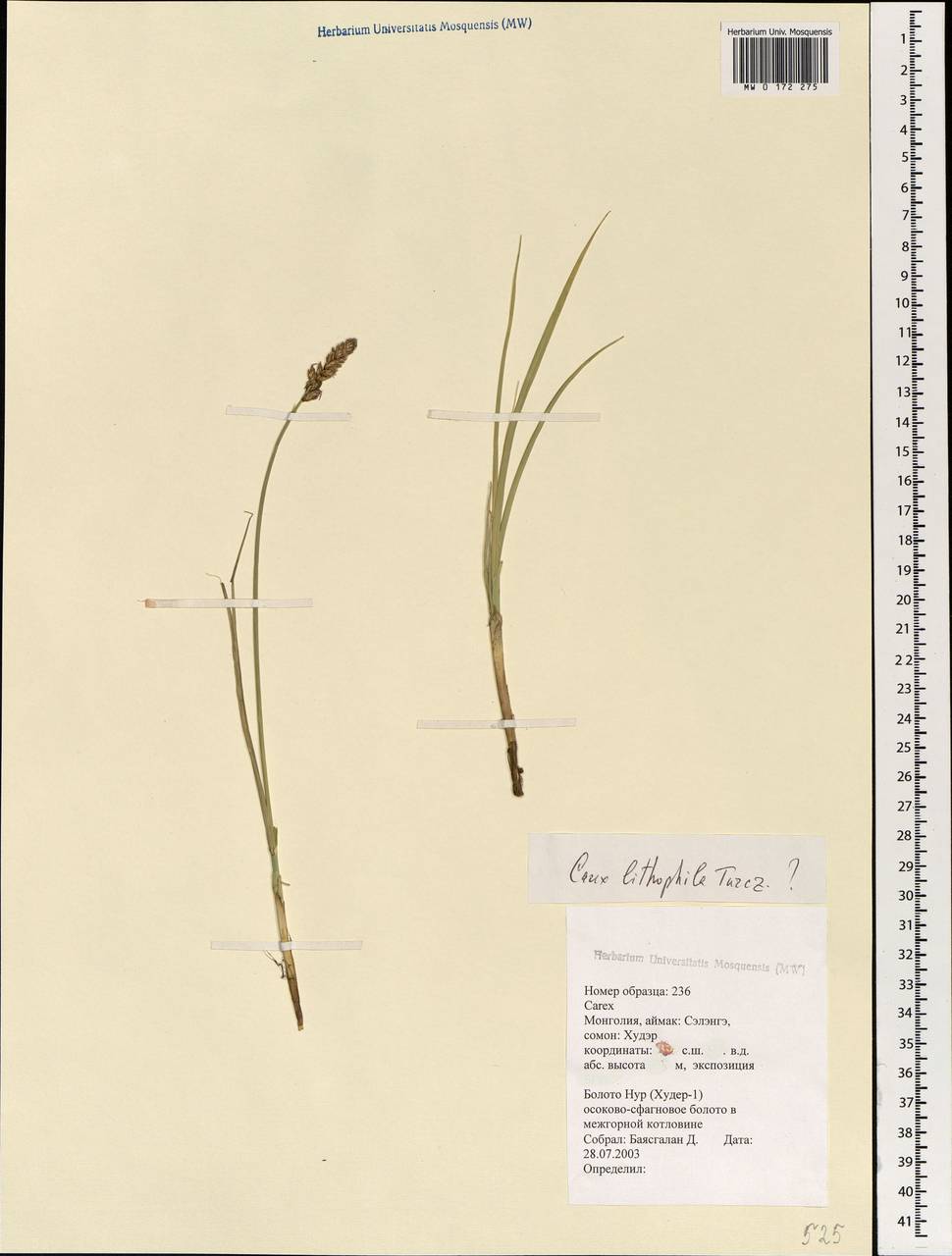 Carex lithophila Turcz., Mongolia (MONG) (Mongolia)