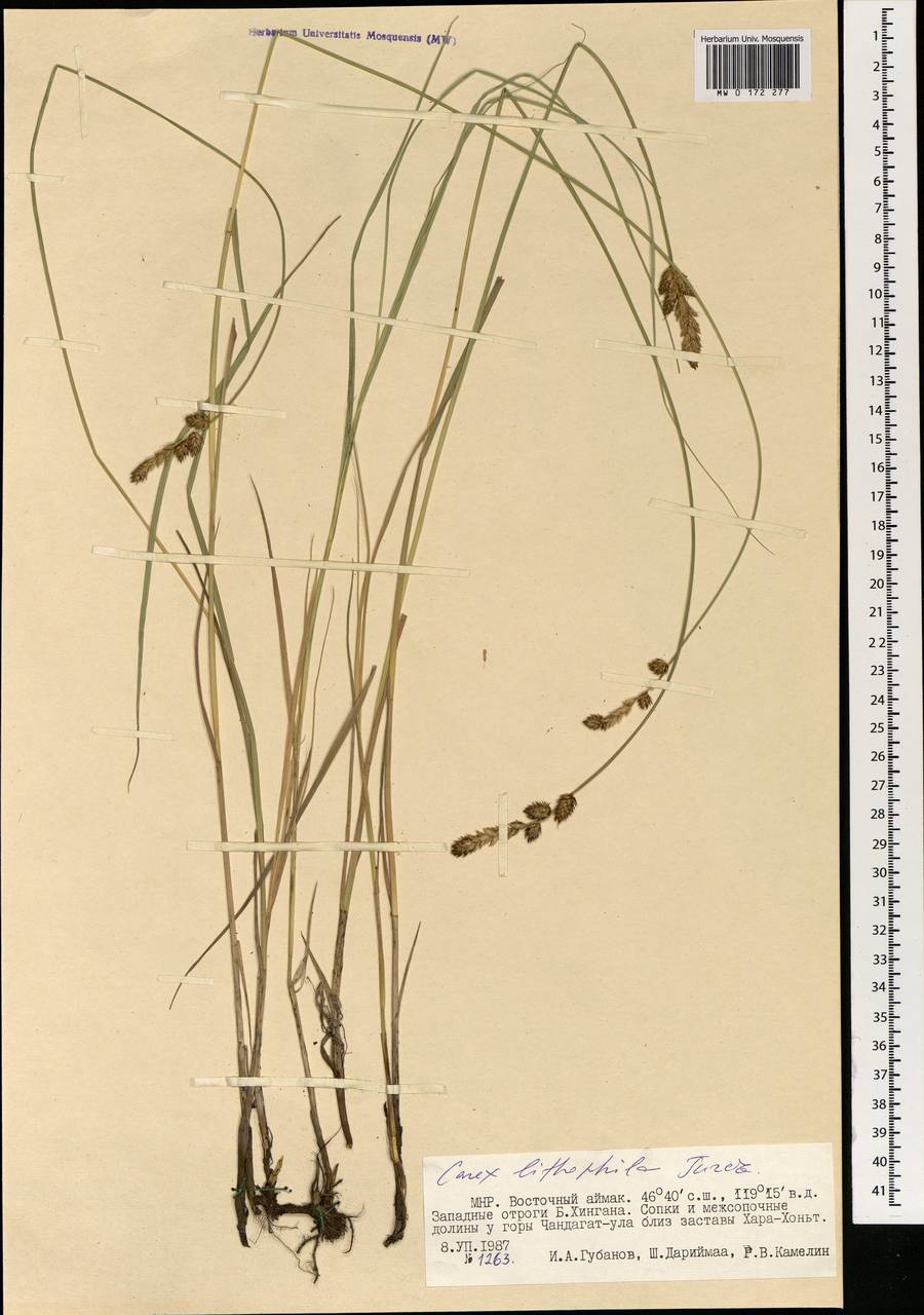Carex lithophila Turcz., Mongolia (MONG) (Mongolia)