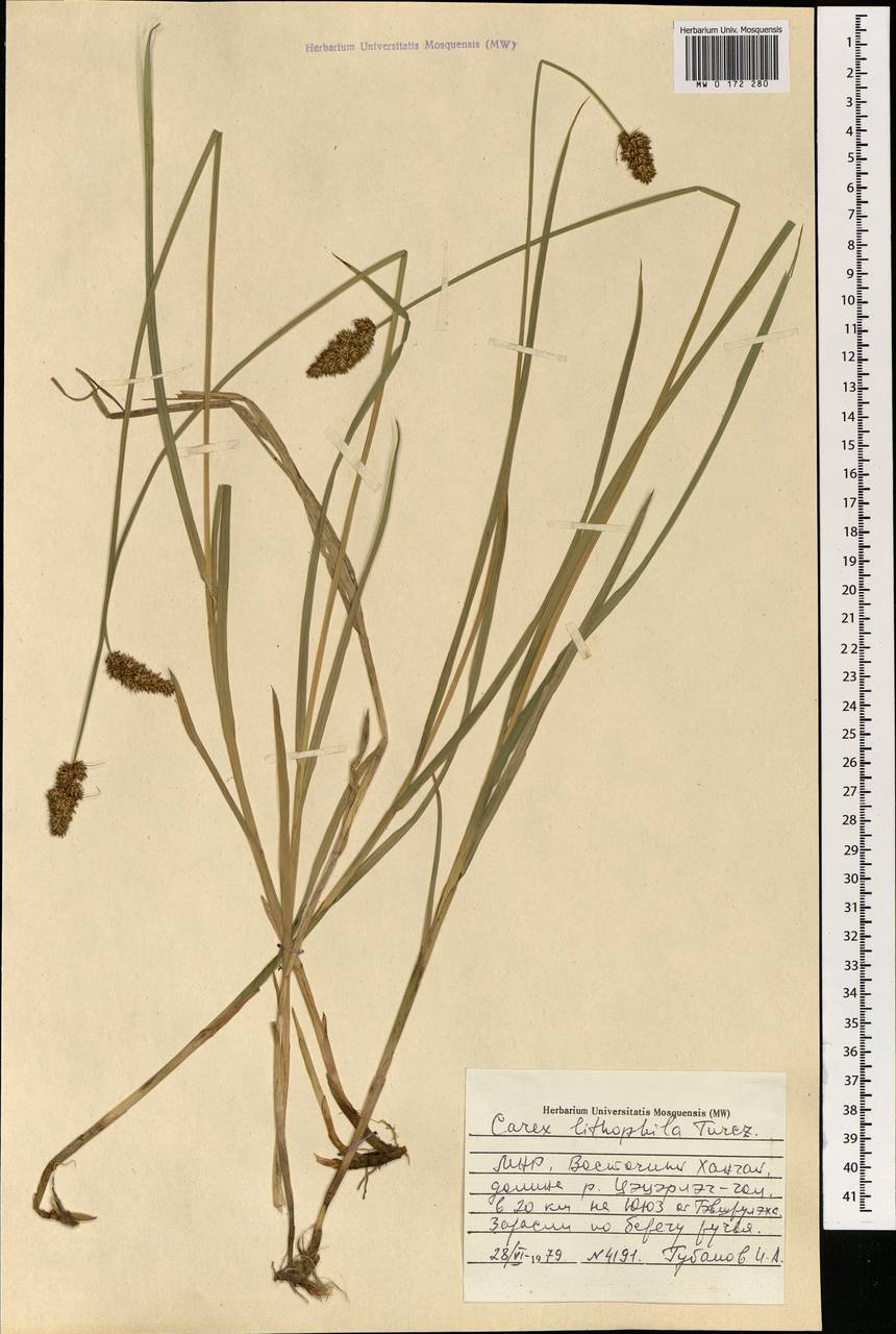 Carex lithophila Turcz., Mongolia (MONG) (Mongolia)