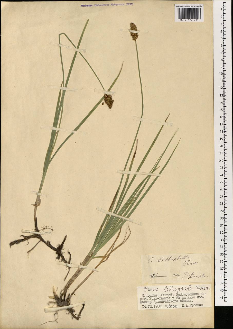 Carex lithophila Turcz., Mongolia (MONG) (Mongolia)