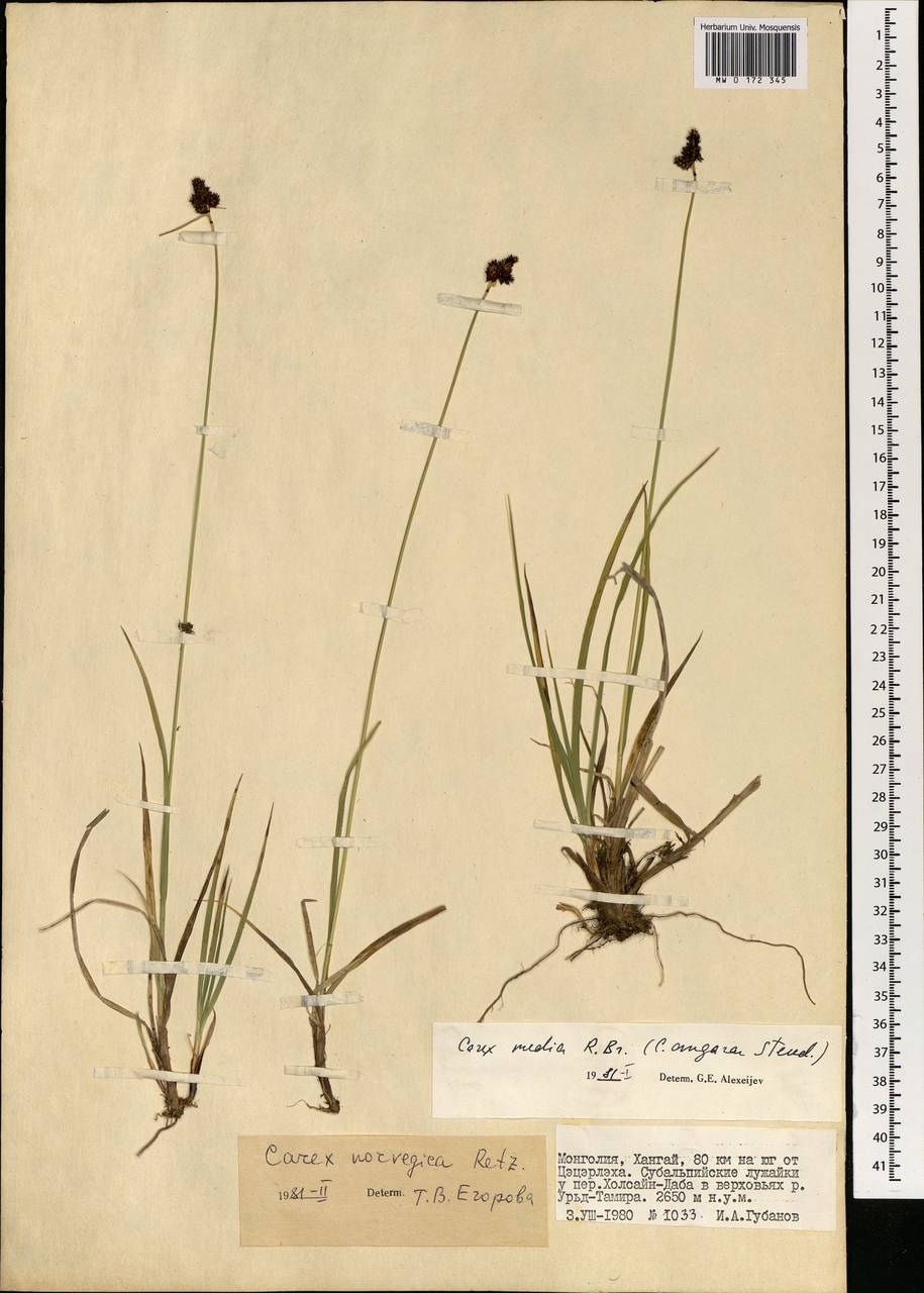 Carex norvegica Retz. , nom. cons., Mongolia (MONG) (Mongolia)