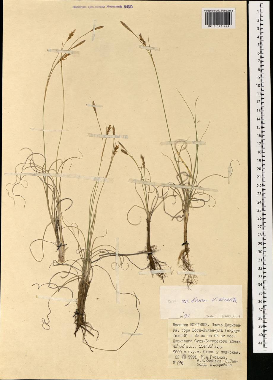 Carex relaxa V.I.Krecz., Mongolia (MONG) (Mongolia)
