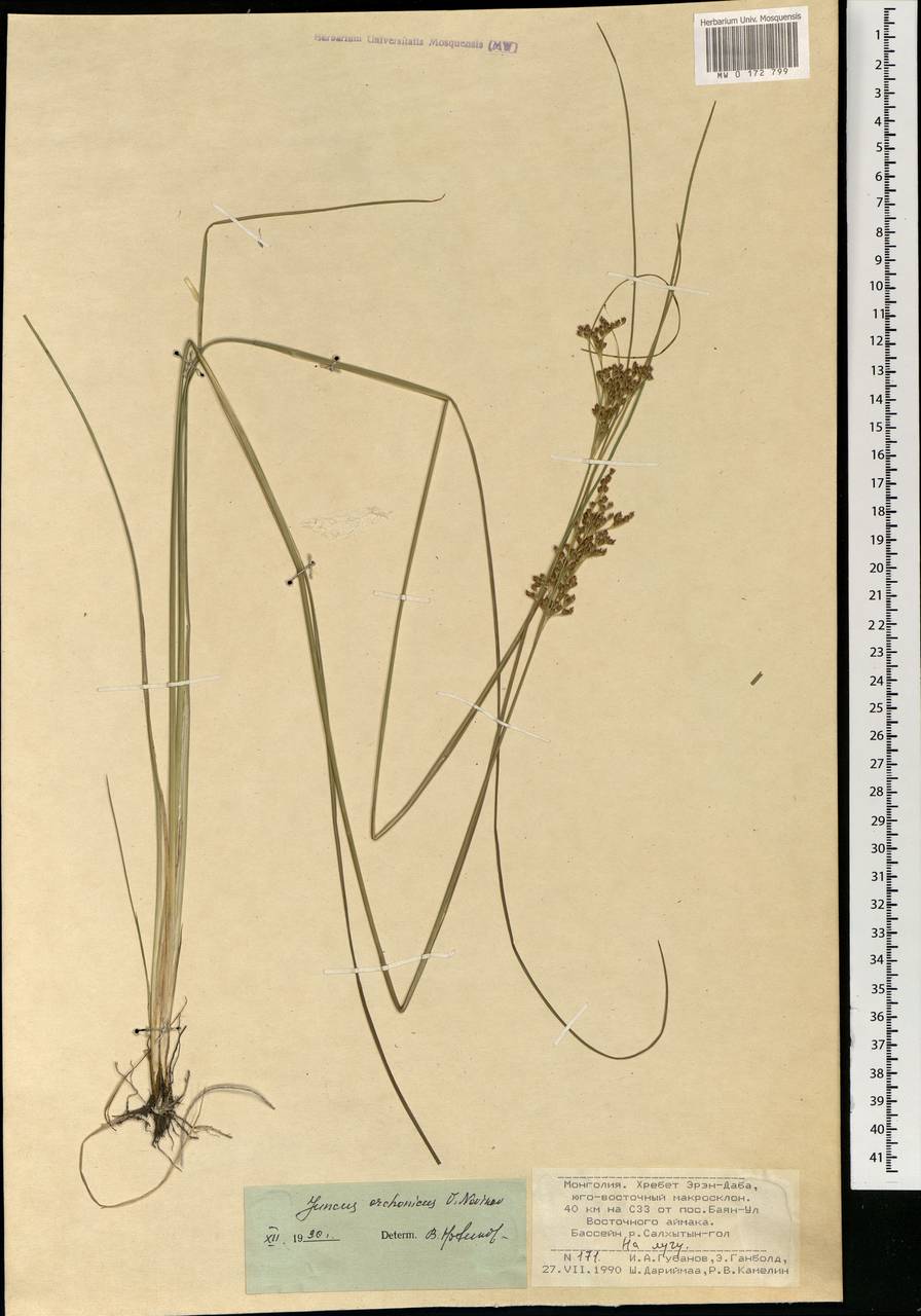 Juncus orchonicus Novikov, Mongolia (MONG) (Mongolia)