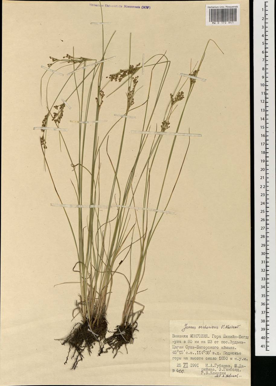 Juncus orchonicus Novikov, Mongolia (MONG) (Mongolia)