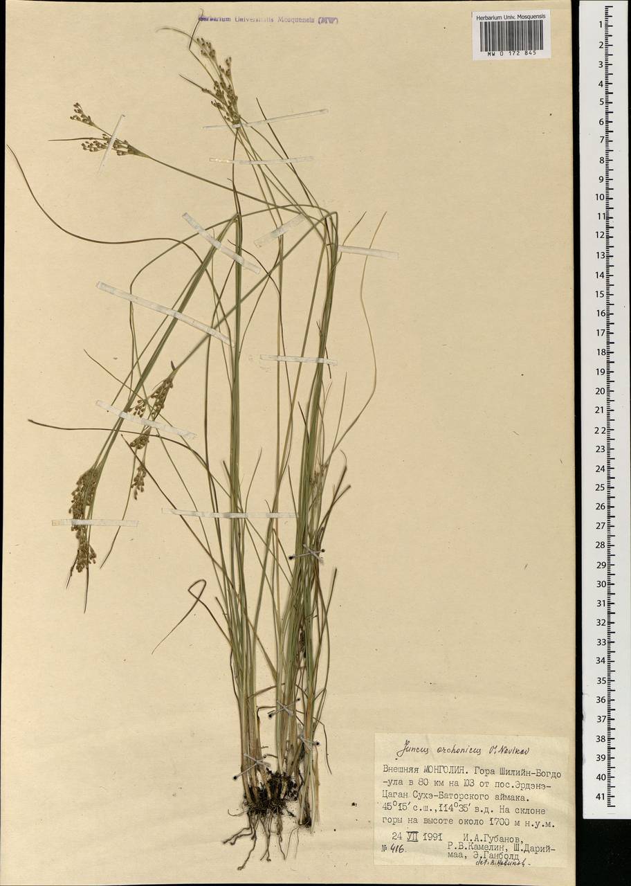 Juncus orchonicus Novikov, Mongolia (MONG) (Mongolia)