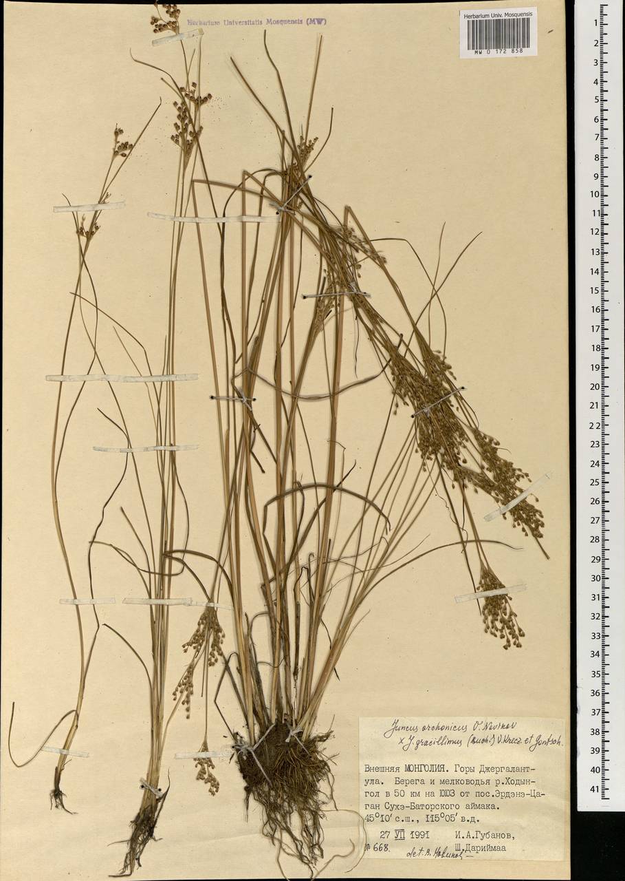 Juncus orchonicus Novikov, Mongolia (MONG) (Mongolia)