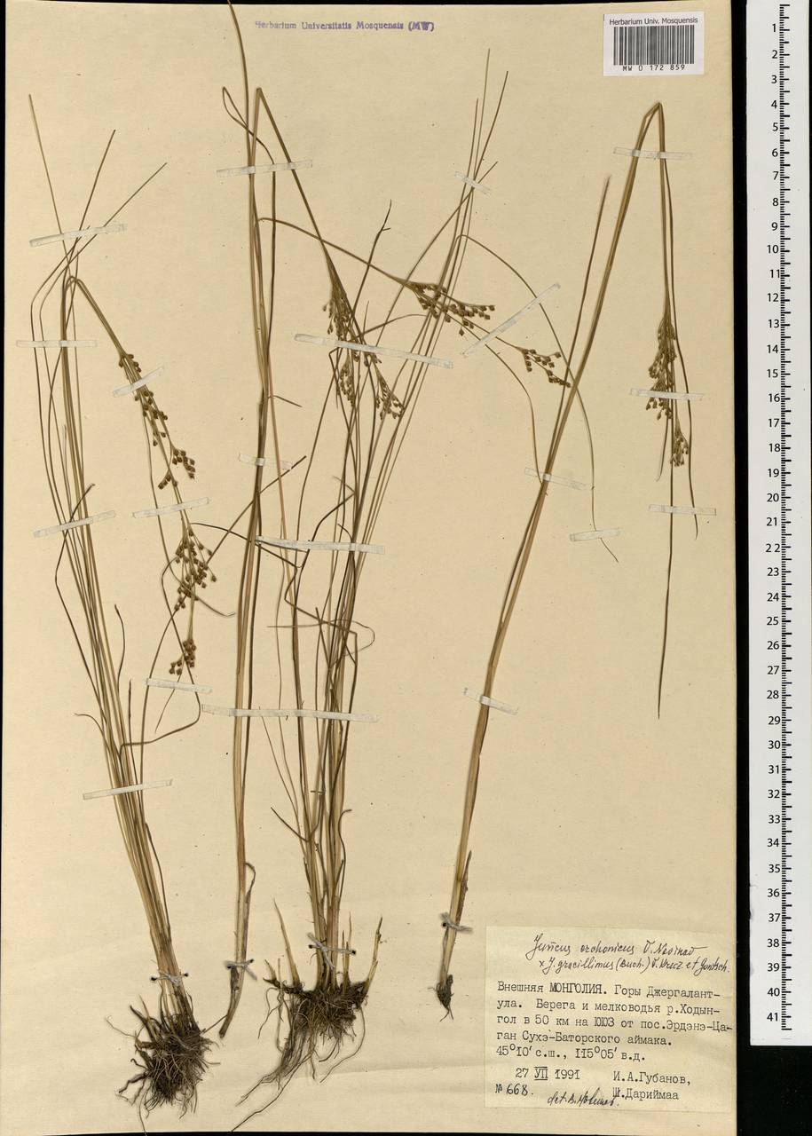Juncus orchonicus Novikov, Mongolia (MONG) (Mongolia)