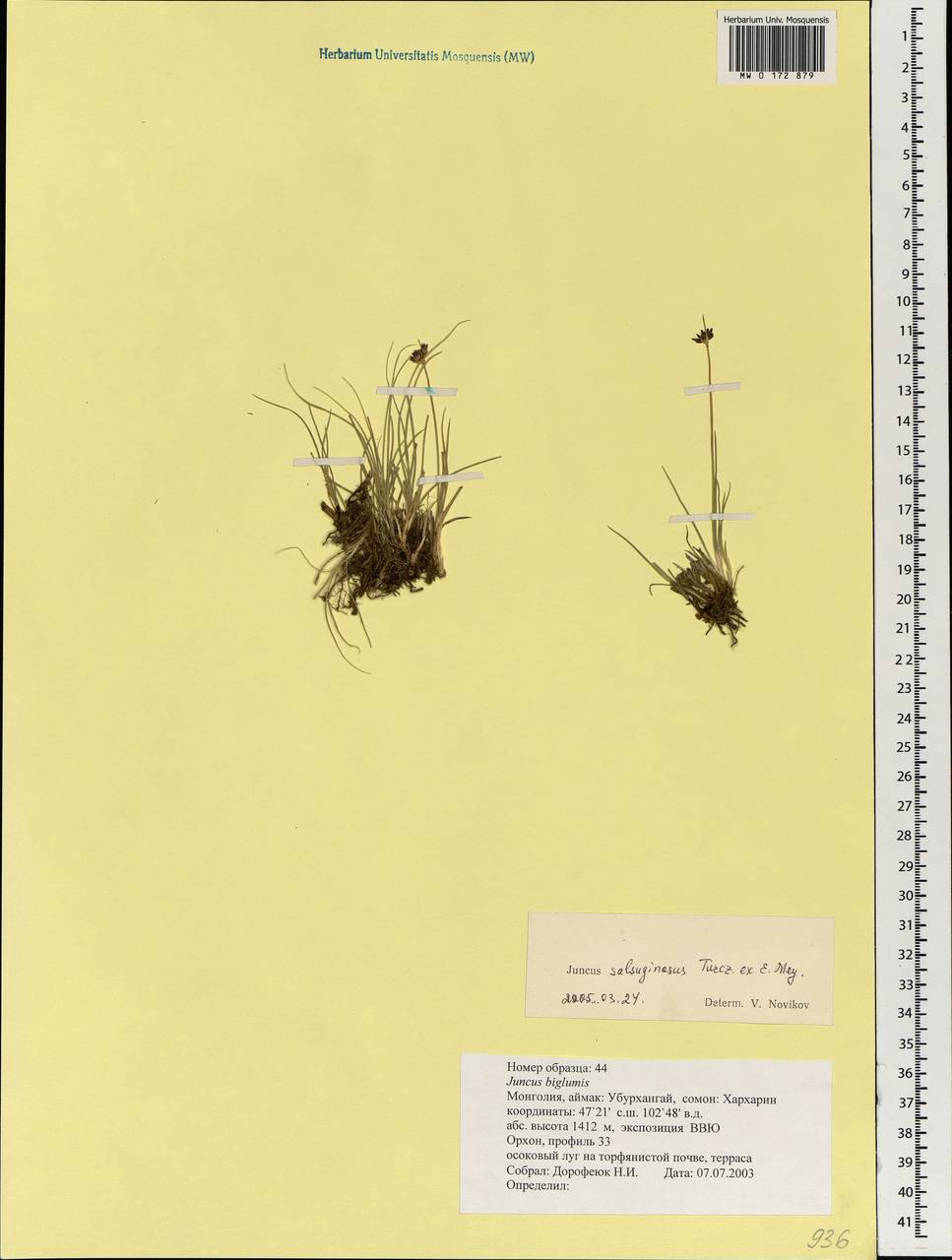 Juncus salsuginosus Turcz. ex E.Mey., Mongolia (MONG) (Mongolia)