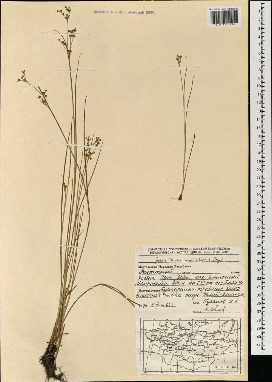 Juncus articulatus subsp. limosus (Vorosch.) Vorosch., Mongolia (MONG) (Mongolia)