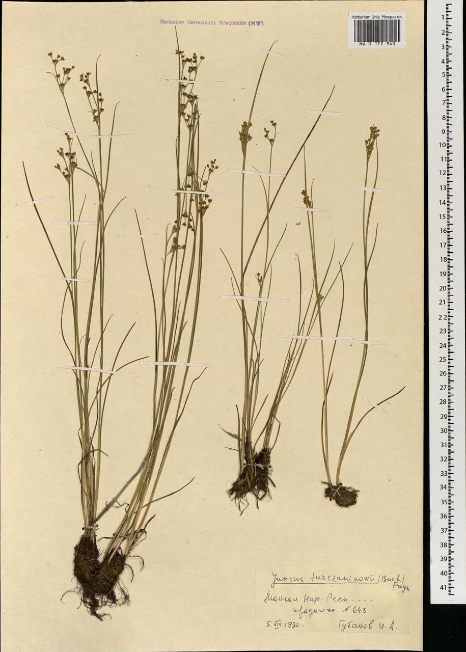 Juncus articulatus subsp. limosus (Worosch.) Worosch., Mongolia (MONG) (Mongolia)